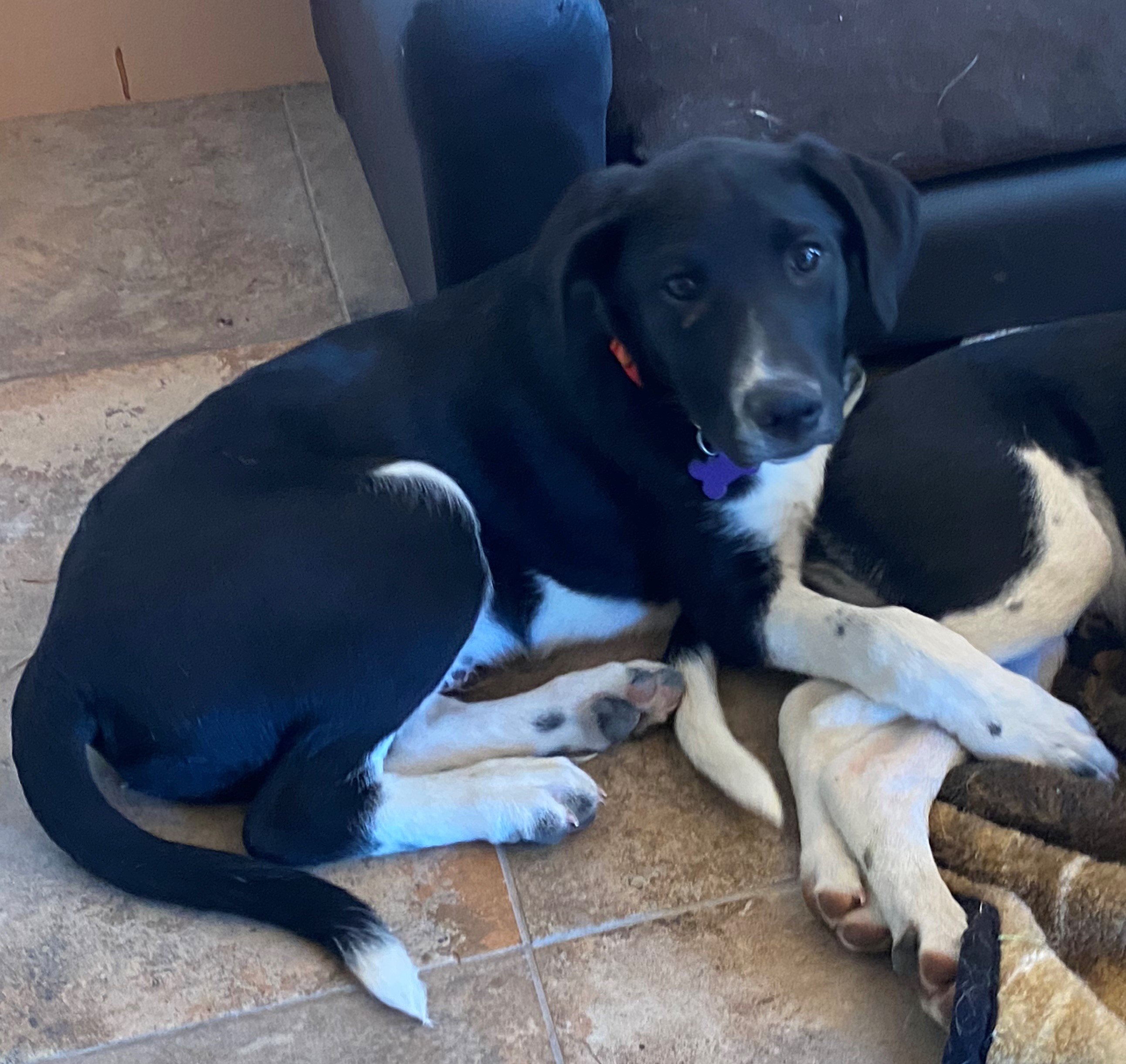 Radar, Adopted, Puppy Male Labrador Retriever & Border Collie.