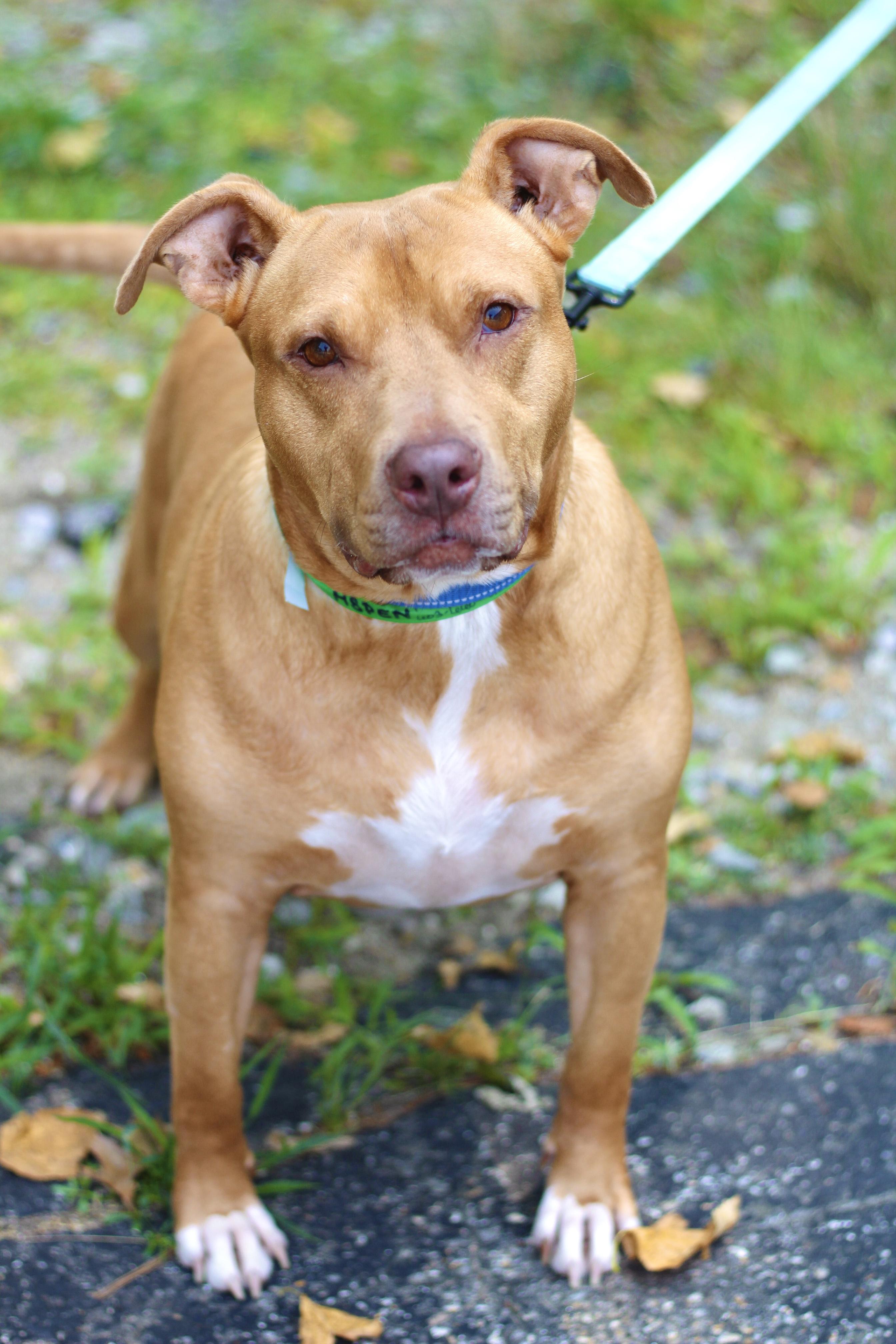 Aspen in NH! Come Meet our Adoptable Dogs Wednesday-Saturday. More info in Bio!