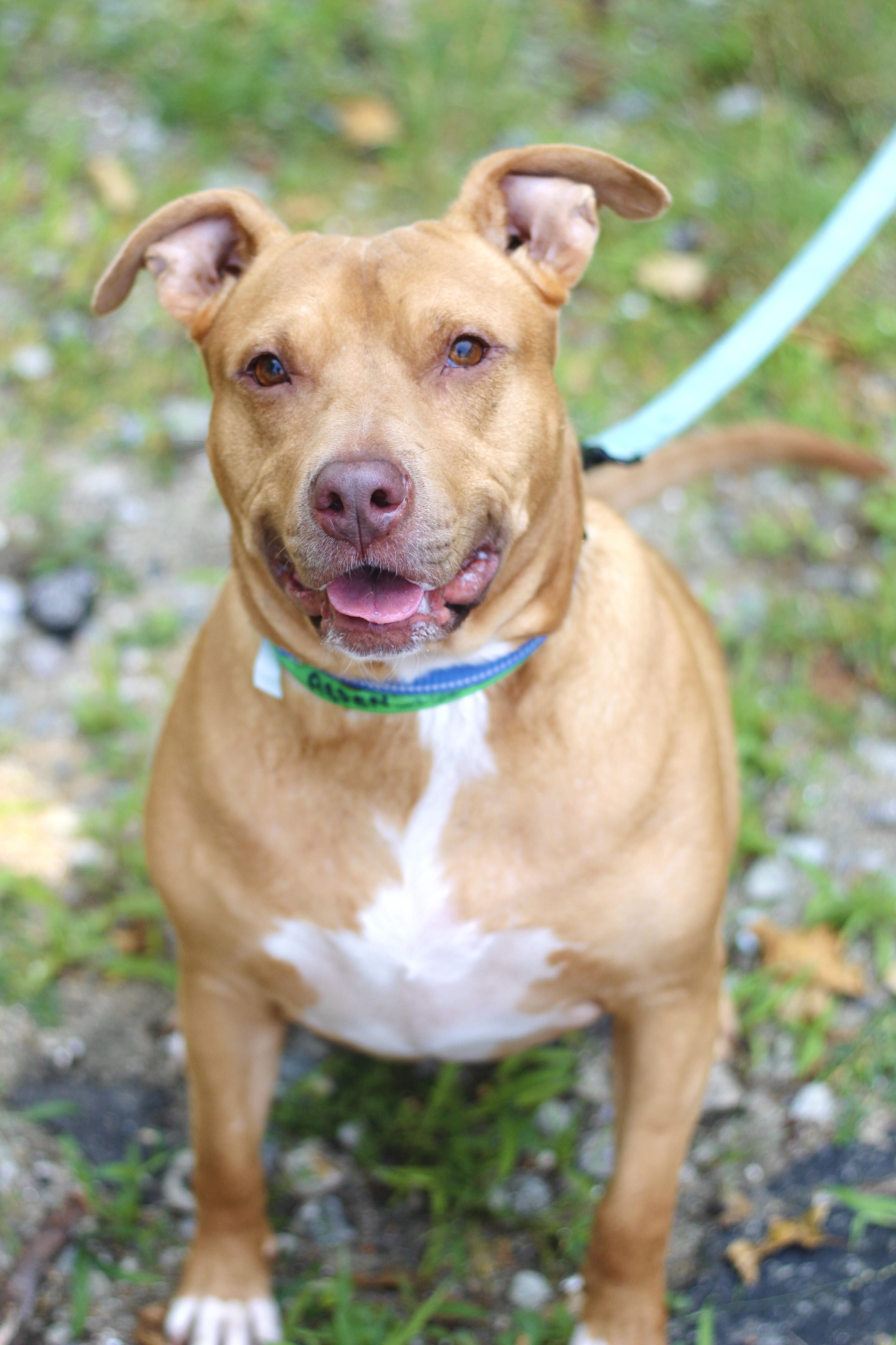 Aspen in NH! Come Meet our Adoptable Dogs Wednesday-Saturday. More info in Bio!