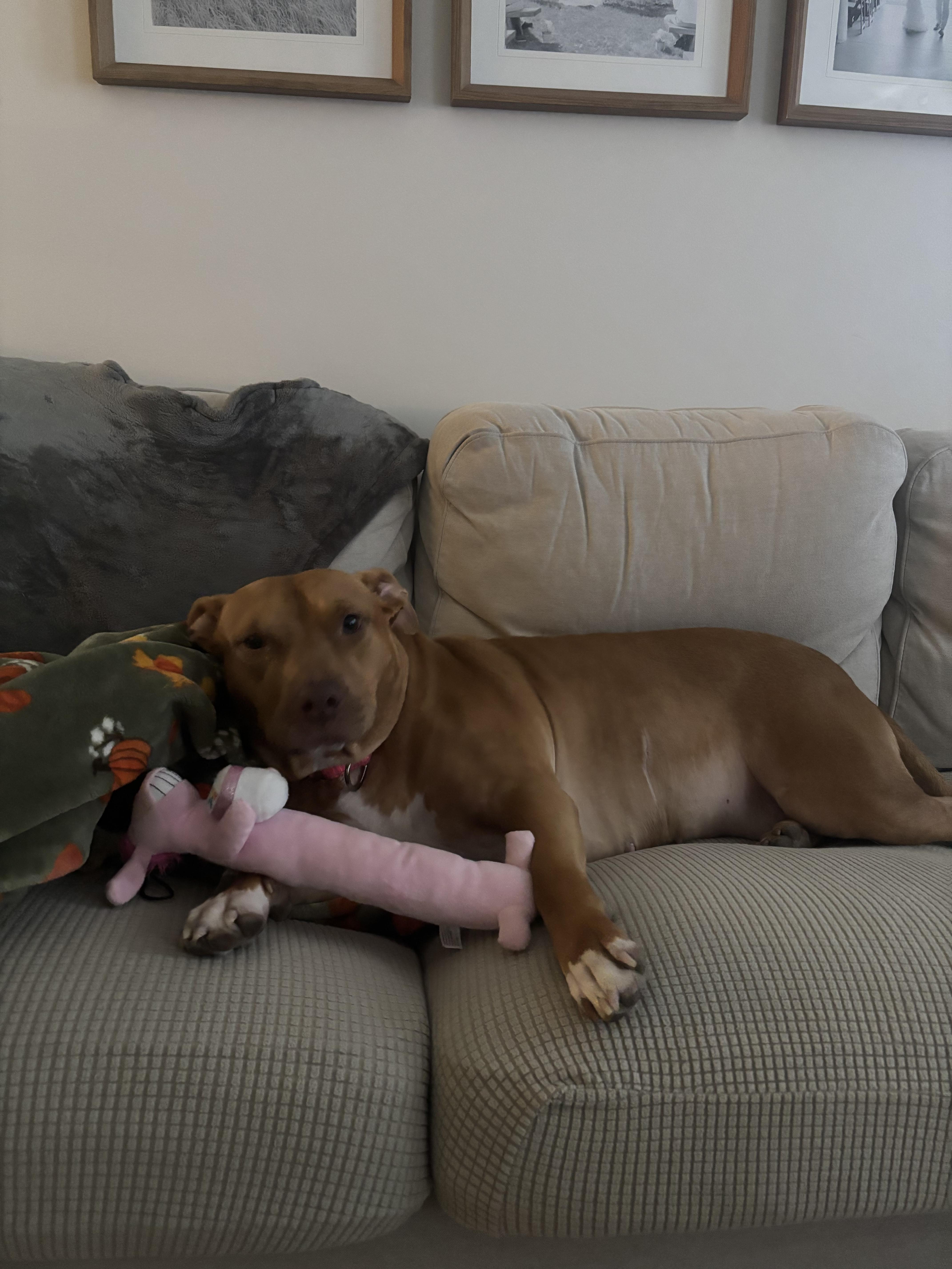 Aspen in NH! Come Meet our Adoptable Dogs Wednesday-Saturday. More info in Bio!