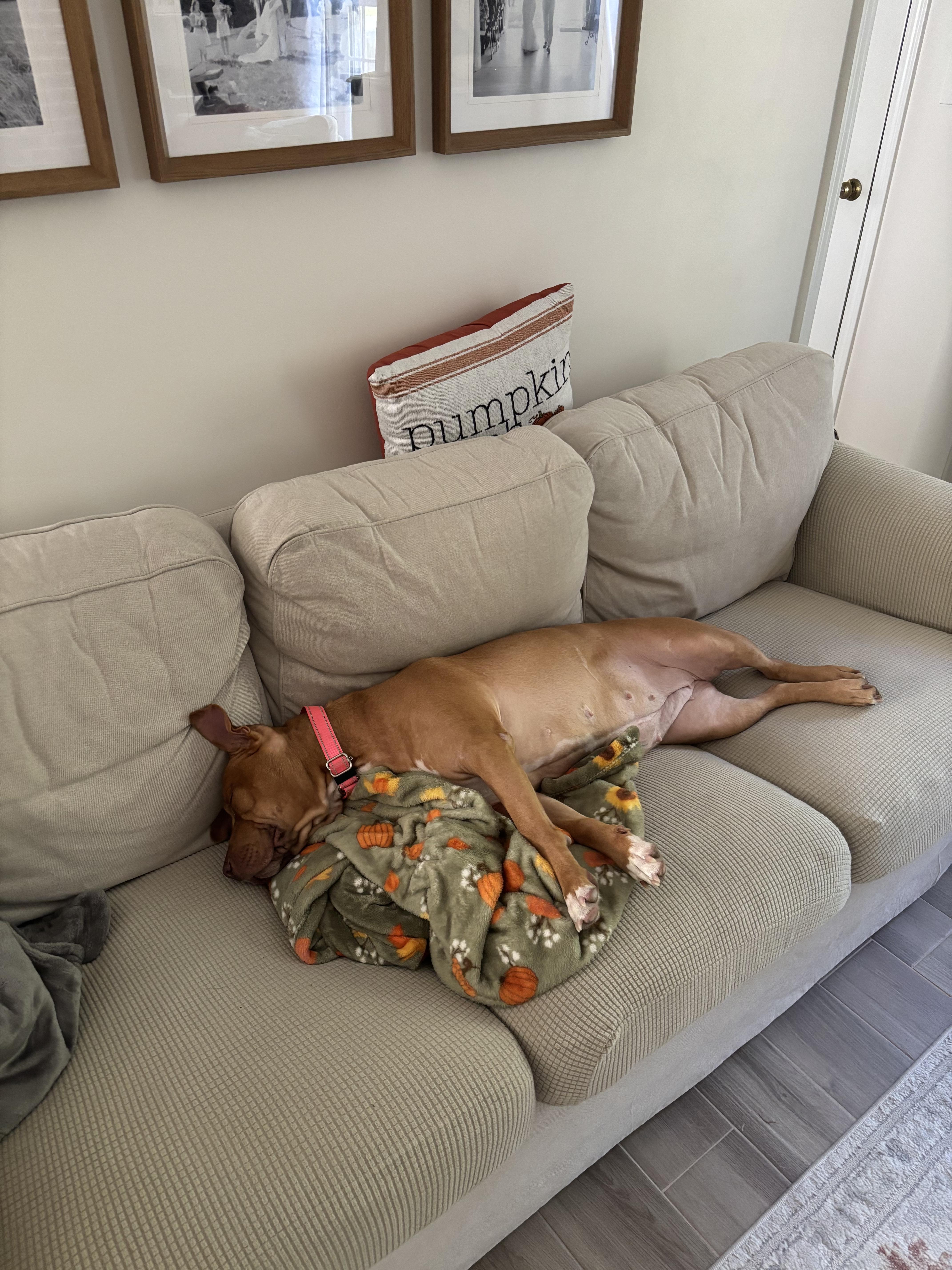 Aspen in NH! Come Meet our Adoptable Dogs Wednesday-Saturday. More info in Bio!