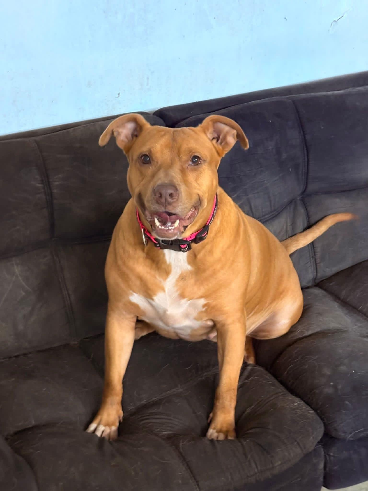 Aspen in NH! Come Meet our Adoptable Dogs Wednesday-Saturday. More info in Bio!