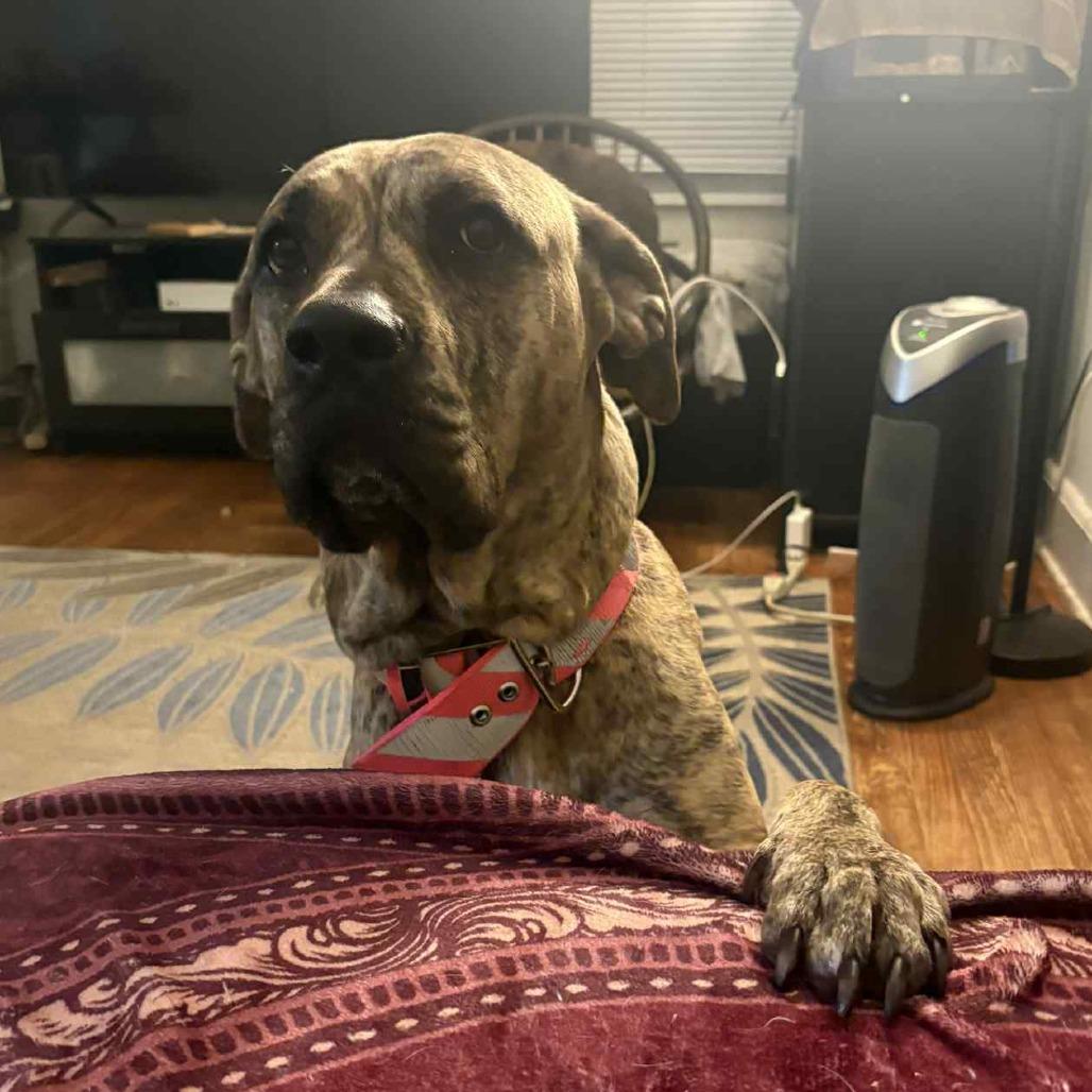 Precious (now Rosie), a Adoptable Cane Corso in Mebane, NC image 2/2