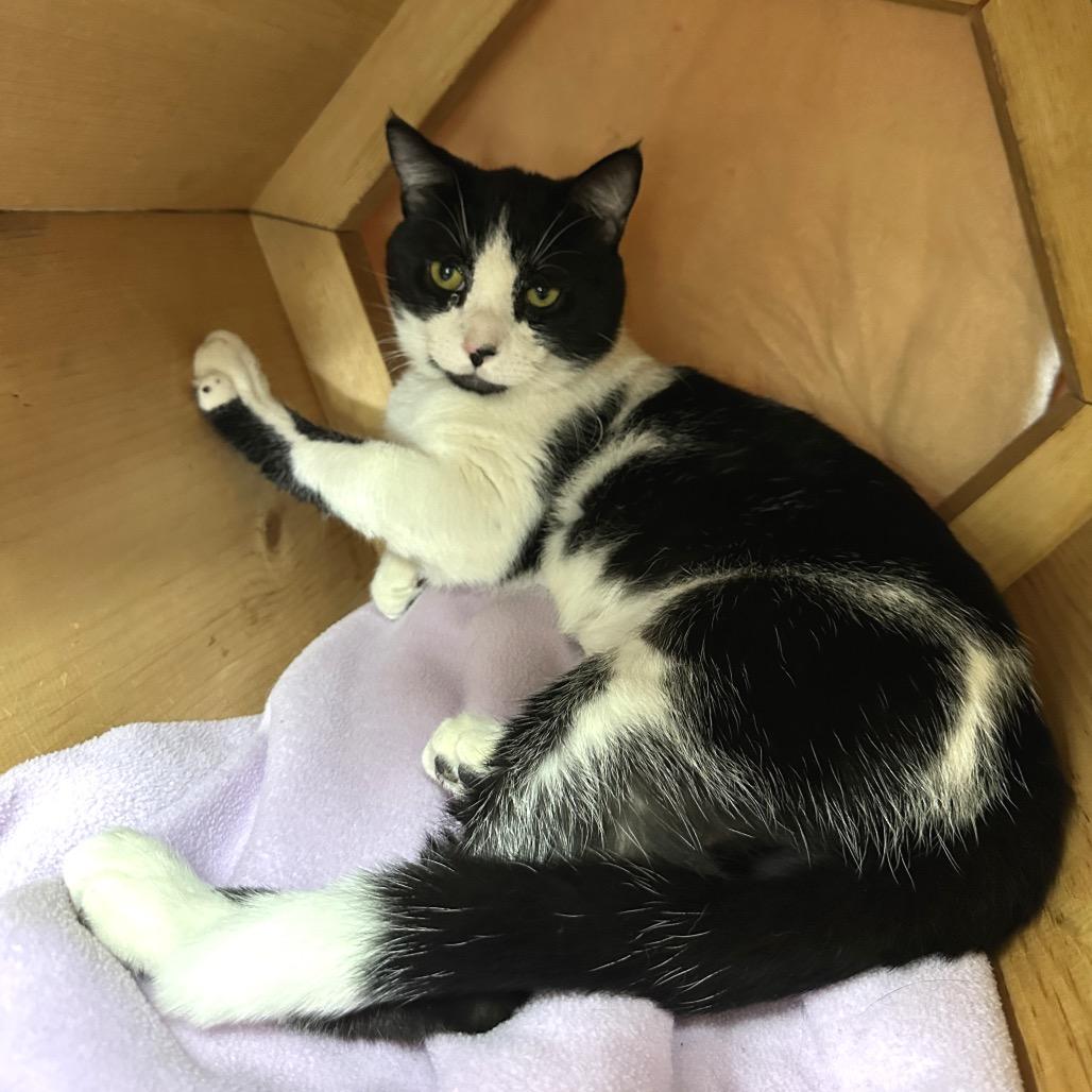 Vinny, Adoptable, Adult Male Domestic Short Hair.