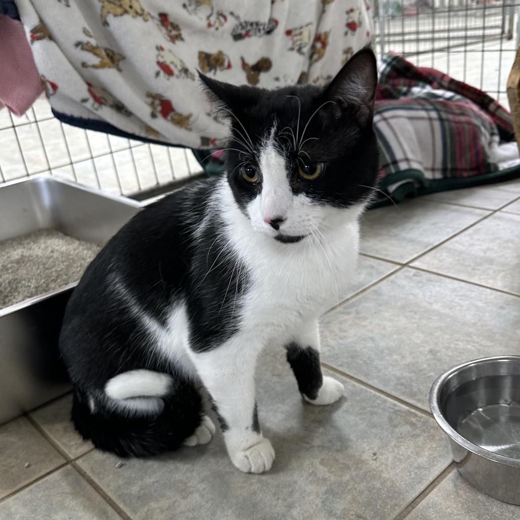 Enlarge Vinny, a Adoptable Domestic Short Hair in East Smithfield , PA image 2/6