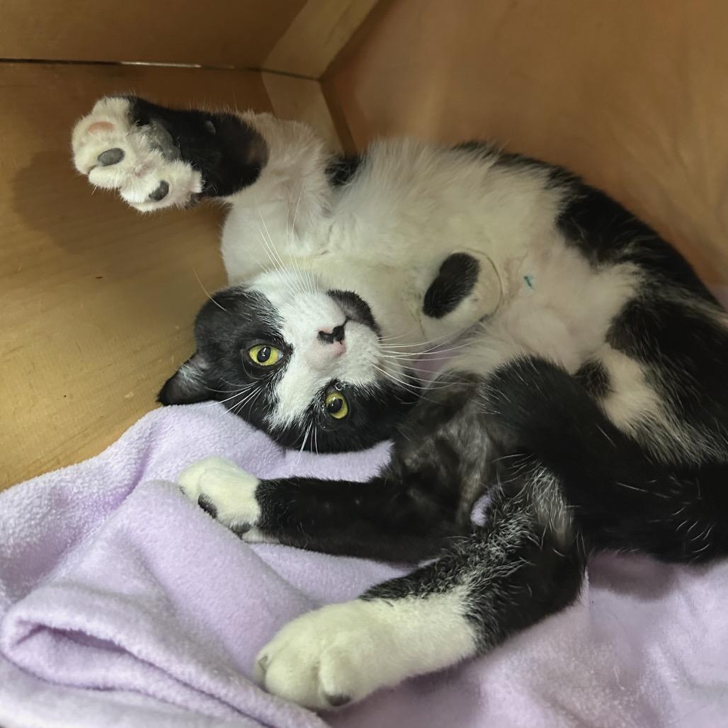 Enlarge Vinny, a Adoptable Domestic Short Hair in East Smithfield , PA image 3/6