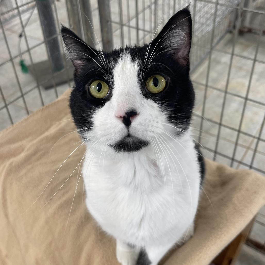 Enlarge Vinny, a Adoptable Domestic Short Hair in East Smithfield , PA image 4/6