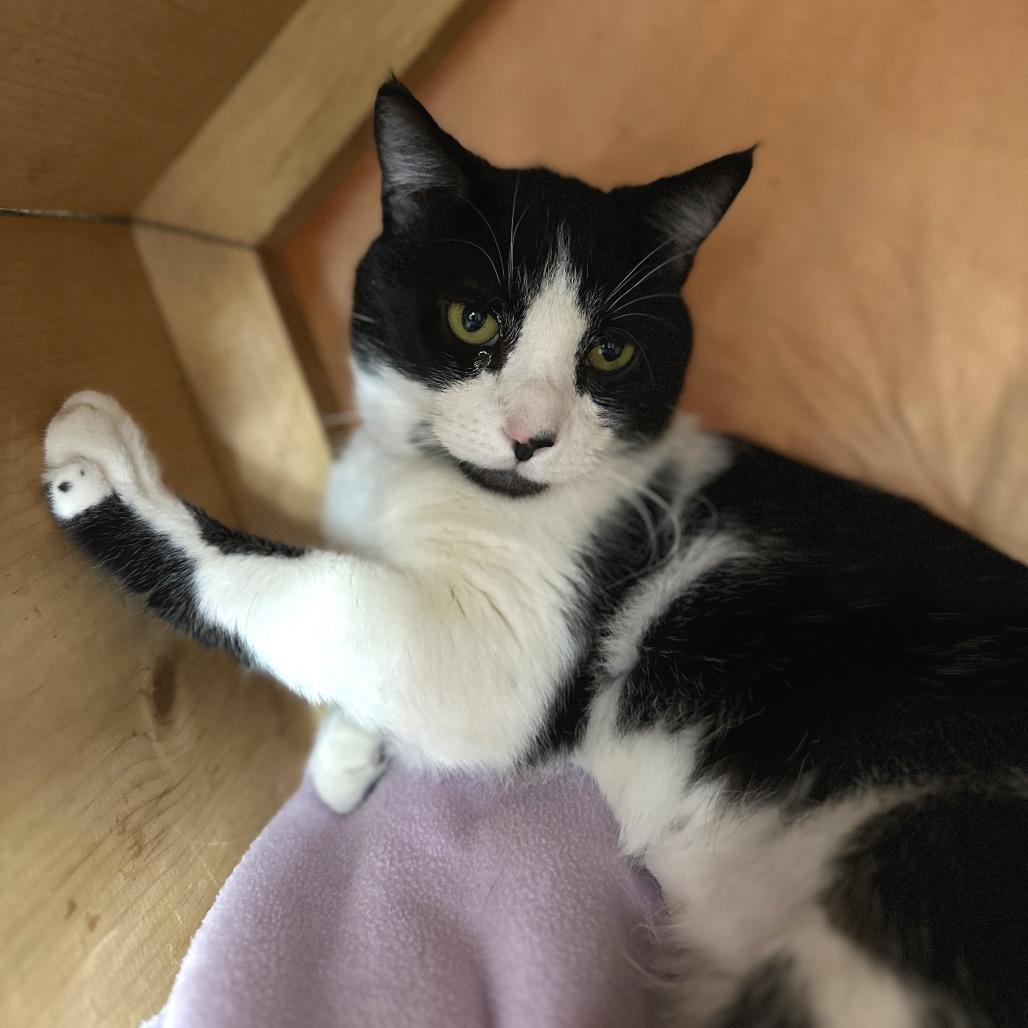 Enlarge Vinny, a Adoptable Domestic Short Hair in East Smithfield , PA image 5/6