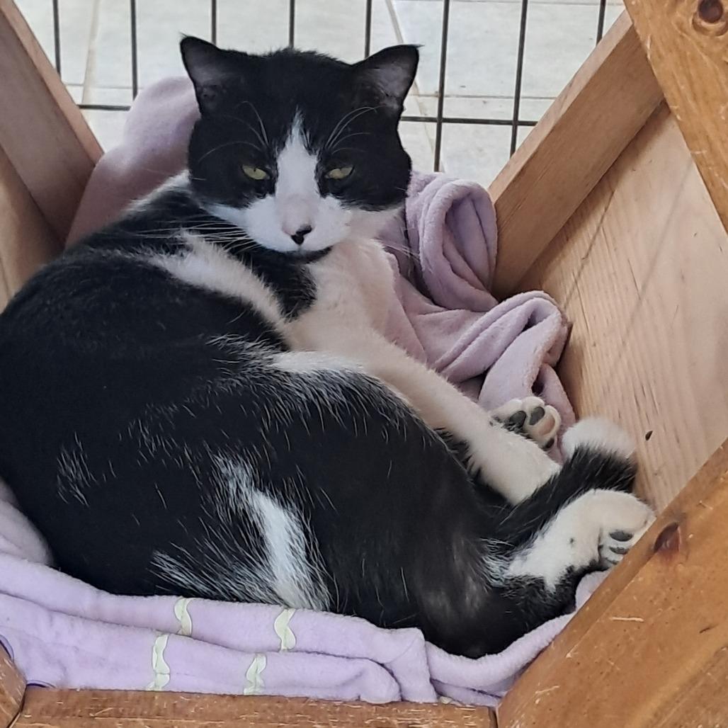 Enlarge Vinny, a Adoptable Domestic Short Hair in East Smithfield , PA image 6/6