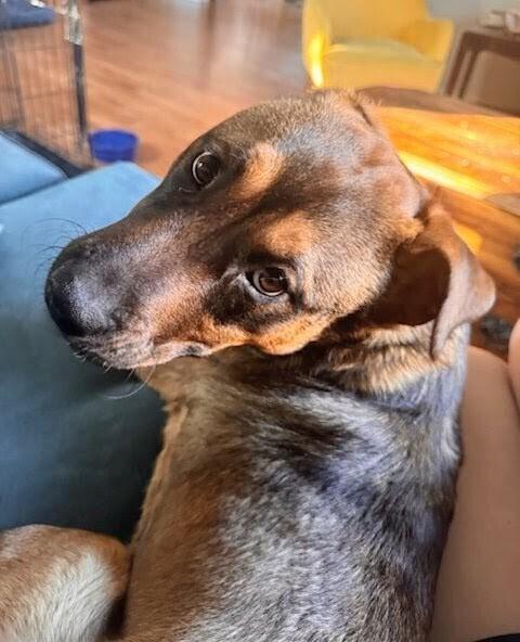 Lucas, Adoptable, Adult Male Shepherd & Mixed Breed.