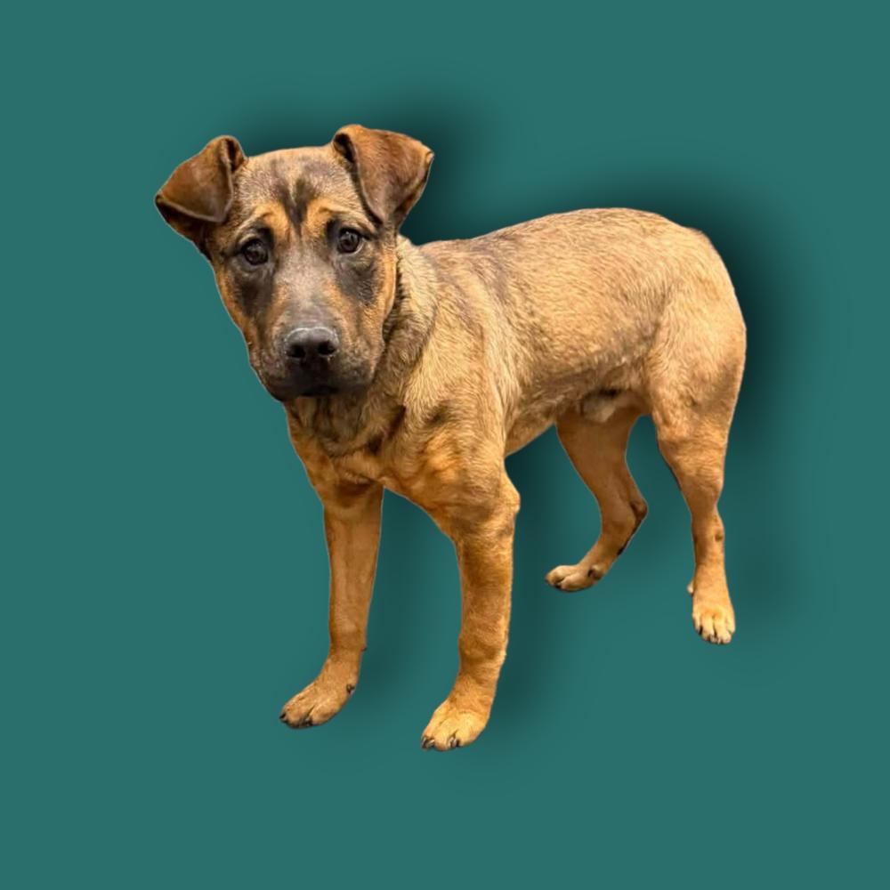 Lucas, Adoptable, Adult Male Shepherd & Mixed Breed.