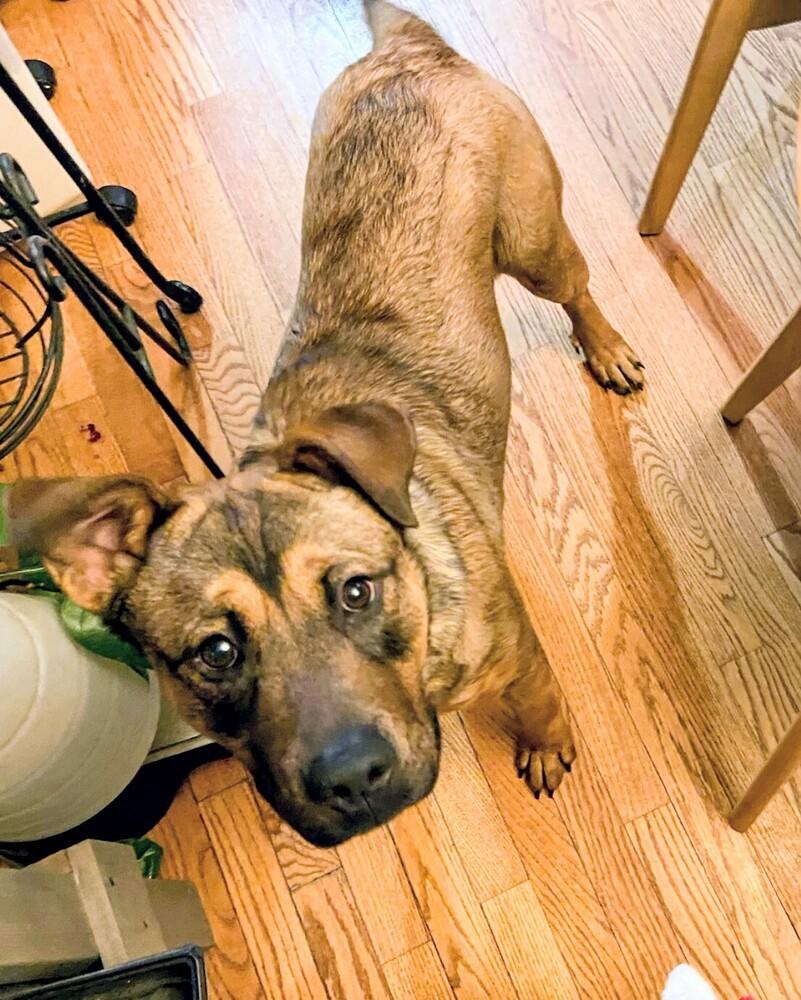 Enlarge Lucas, a Adoptable mixed breed in Evergreen, CO image 2/4