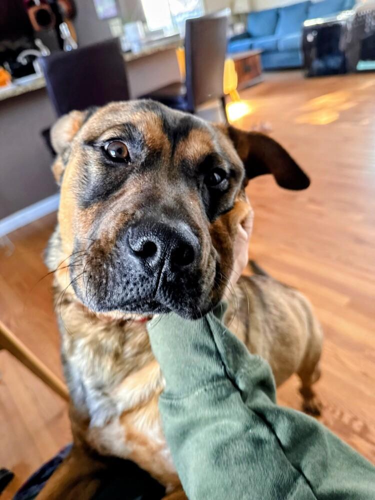 Enlarge Lucas, a Adoptable mixed breed in Evergreen, CO image 3/4