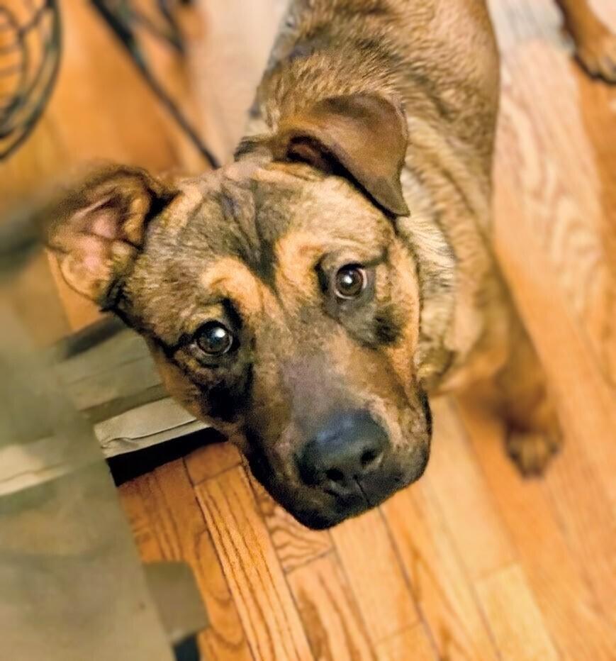 Enlarge Lucas, a Adoptable mixed breed in Evergreen, CO image 4/4