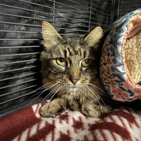 Sabina, Adoptable, Adult Female Domestic Short Hair.