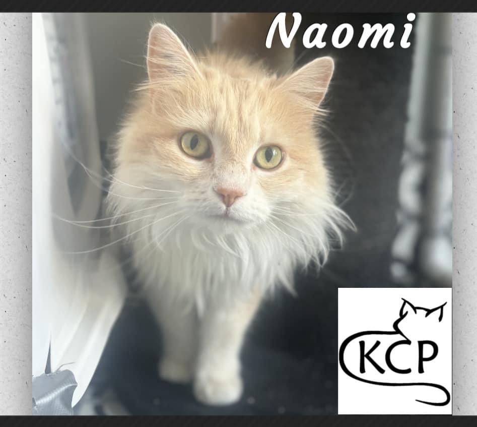 Naomi, an adoptable Domestic Medium Hair in Courtenay, BC, V9N 7P1 | Photo Image 1