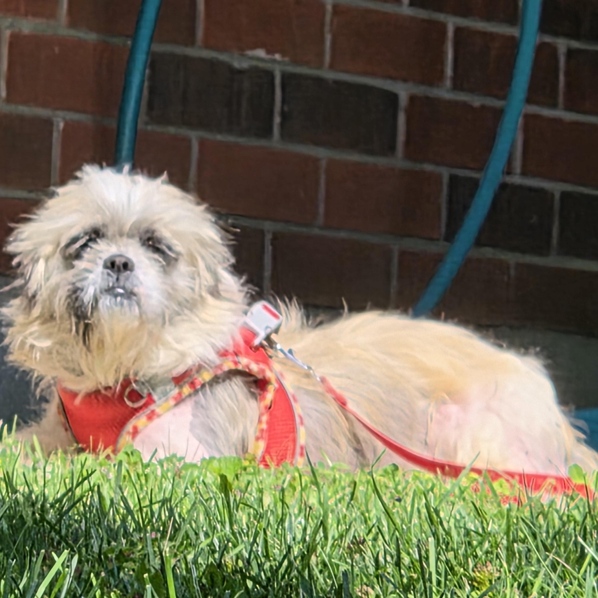 Enlarge Suds, an adopted mixed breed in Scarborough, ON image 1/6