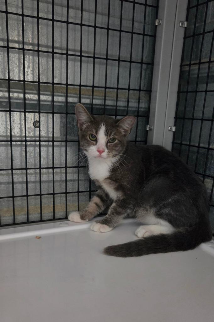 Enlarge Pepper, a Adoptable mixed breed in Shelbyville, TN image 1/6