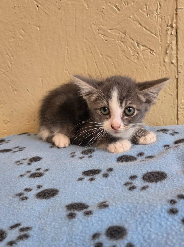 Pepper, Adoptable, Kitten Male Domestic Short Hair.