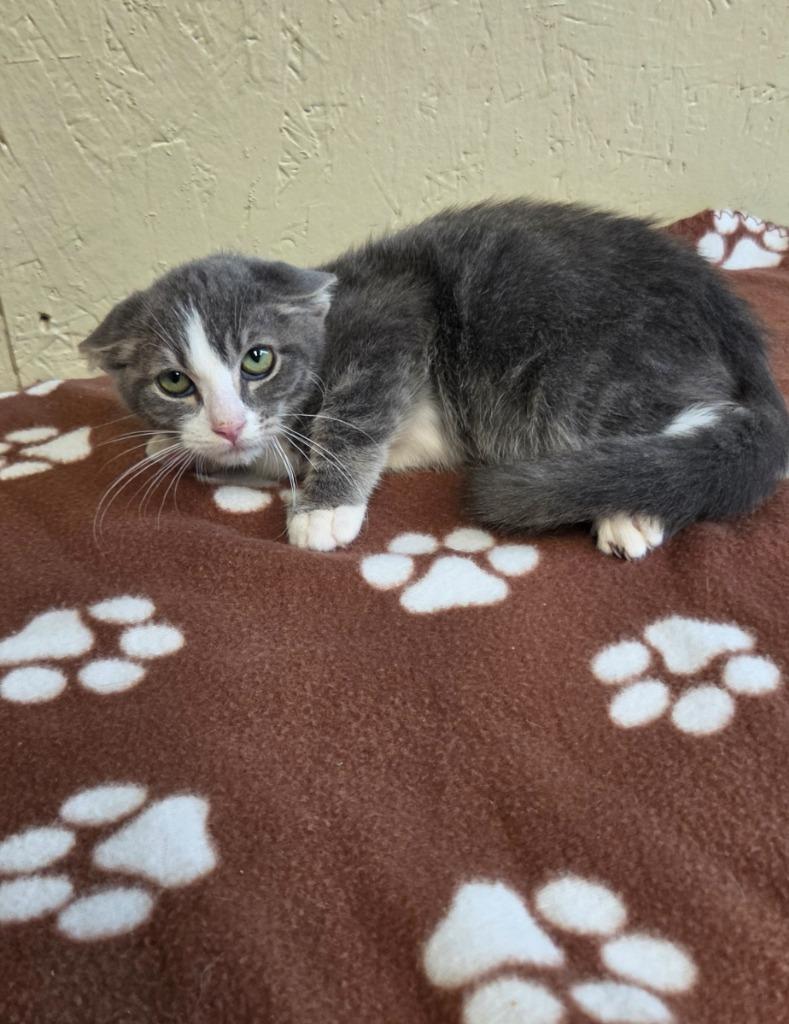 Pepper, a Adoptable mixed breed in Shelbyville, TN image 2/5