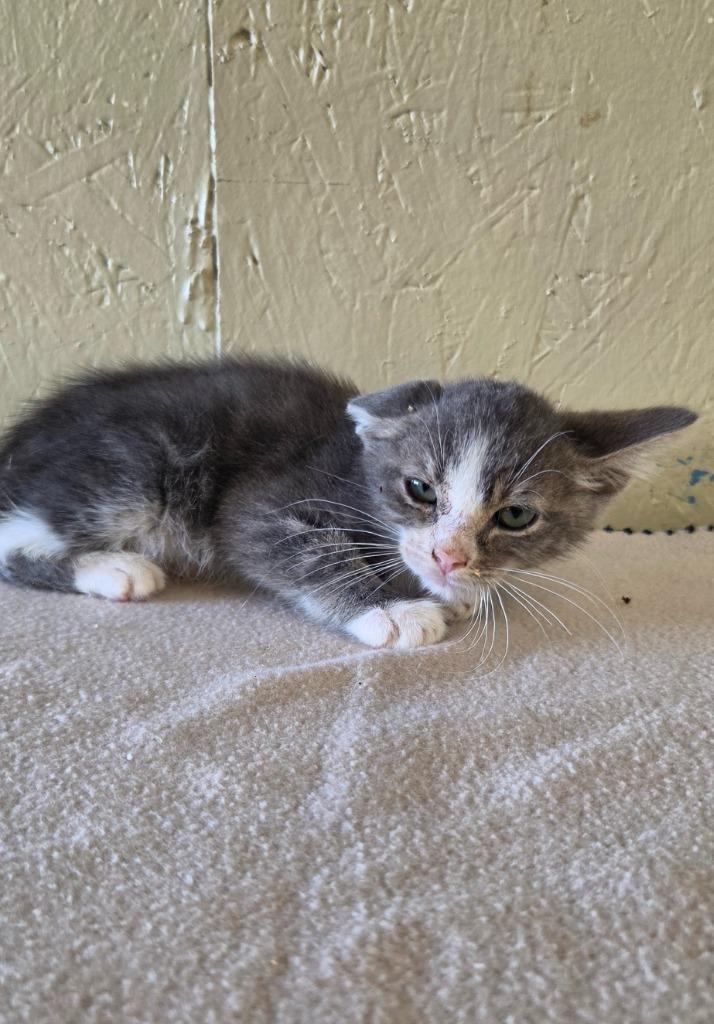 Enlarge Pepper, a Adoptable mixed breed in Shelbyville, TN image 2/3