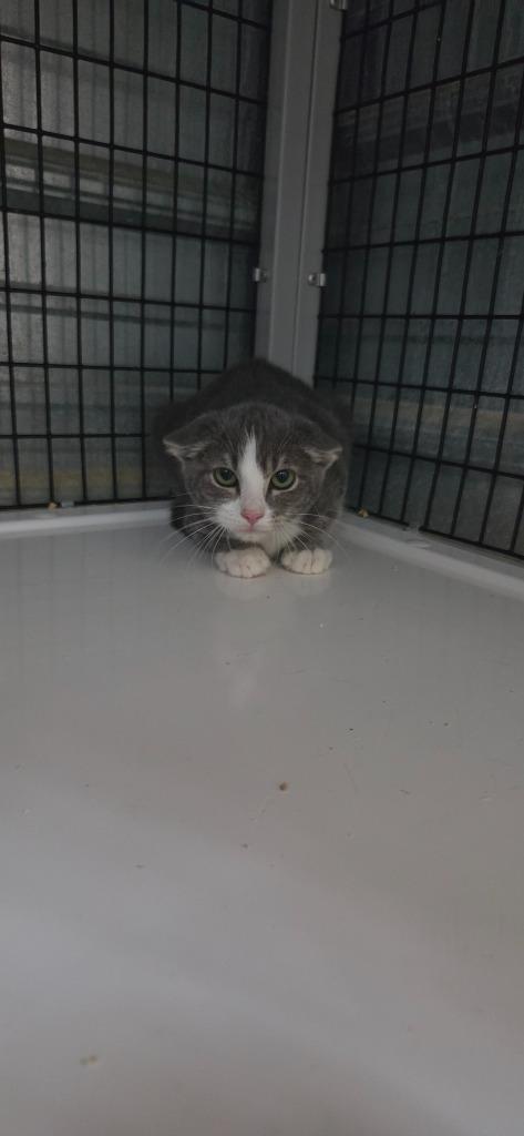 Pepper, a Adoptable mixed breed in Shelbyville, TN image 5/5