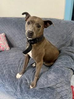 Uma, a ADOPTABLE Mixed Breed in Parsippany, NJ image 2/5