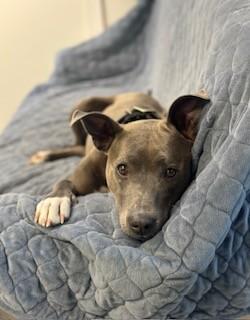 Uma, ADOPTABLE, Adult Female Mixed Breed.