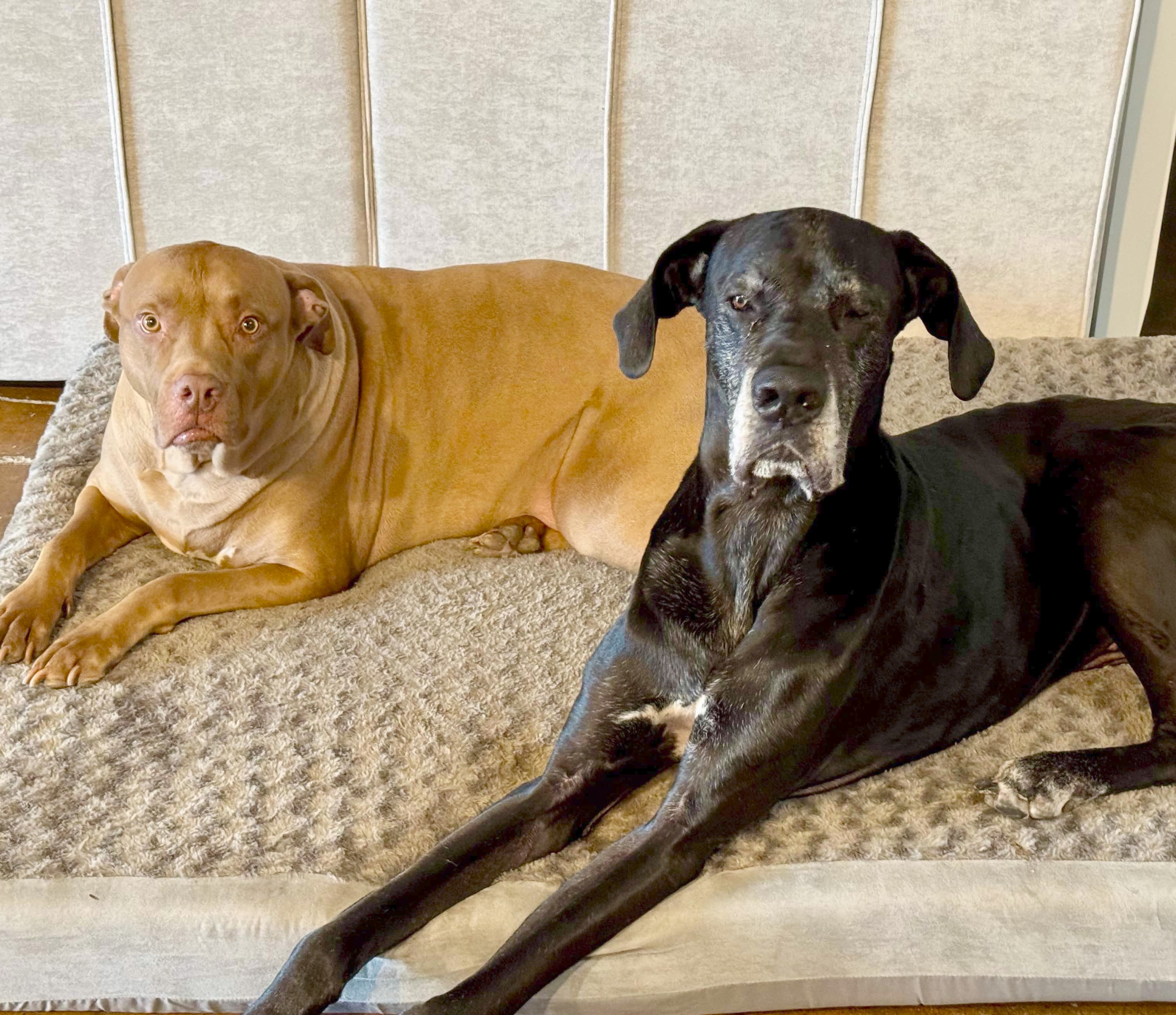 Enlarge Ash, a Adoptable Great Dane in Minneapolis, MN image 2/6