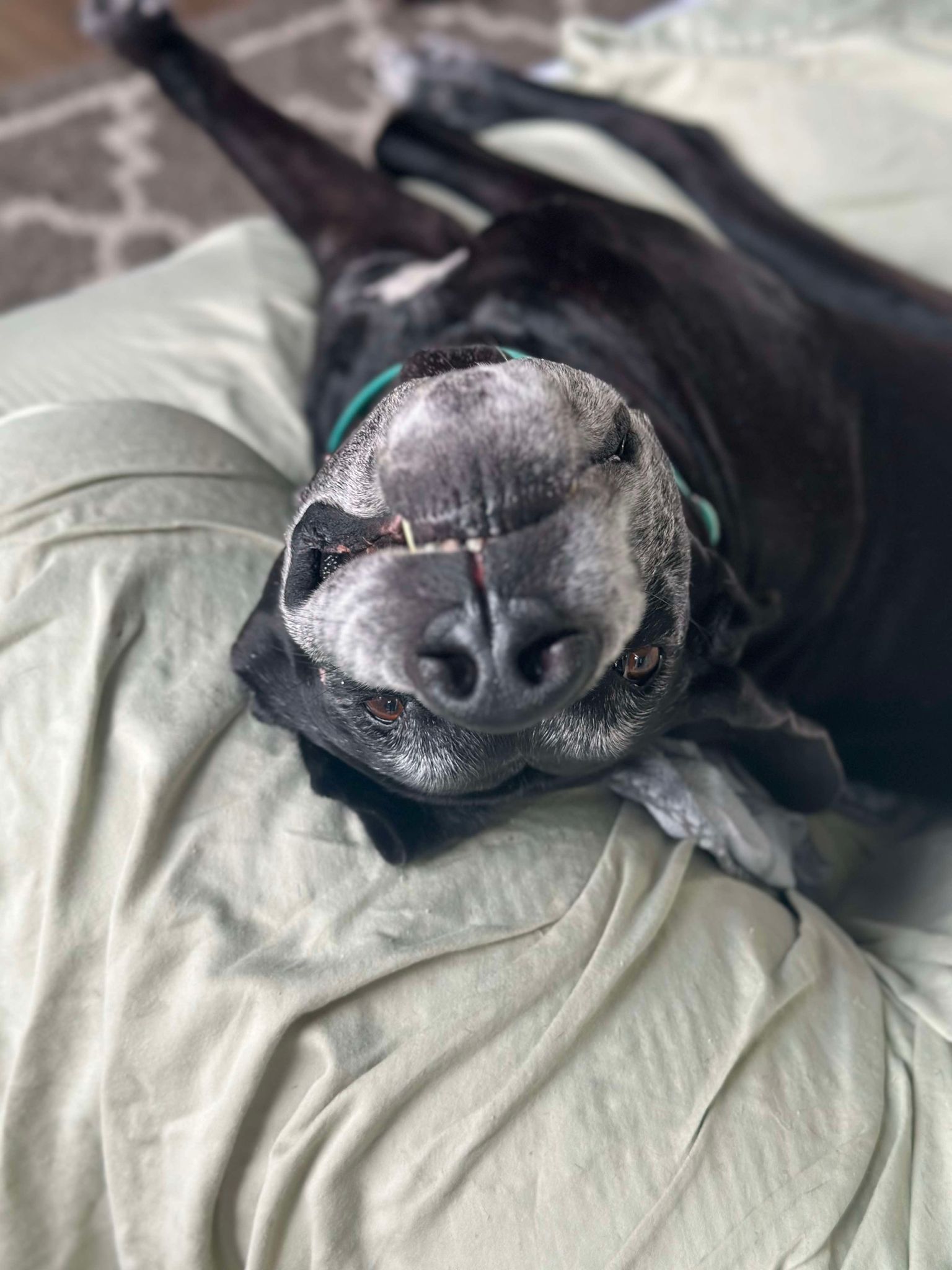 Enlarge Ash, a Adoptable Great Dane in Minneapolis, MN image 6/6