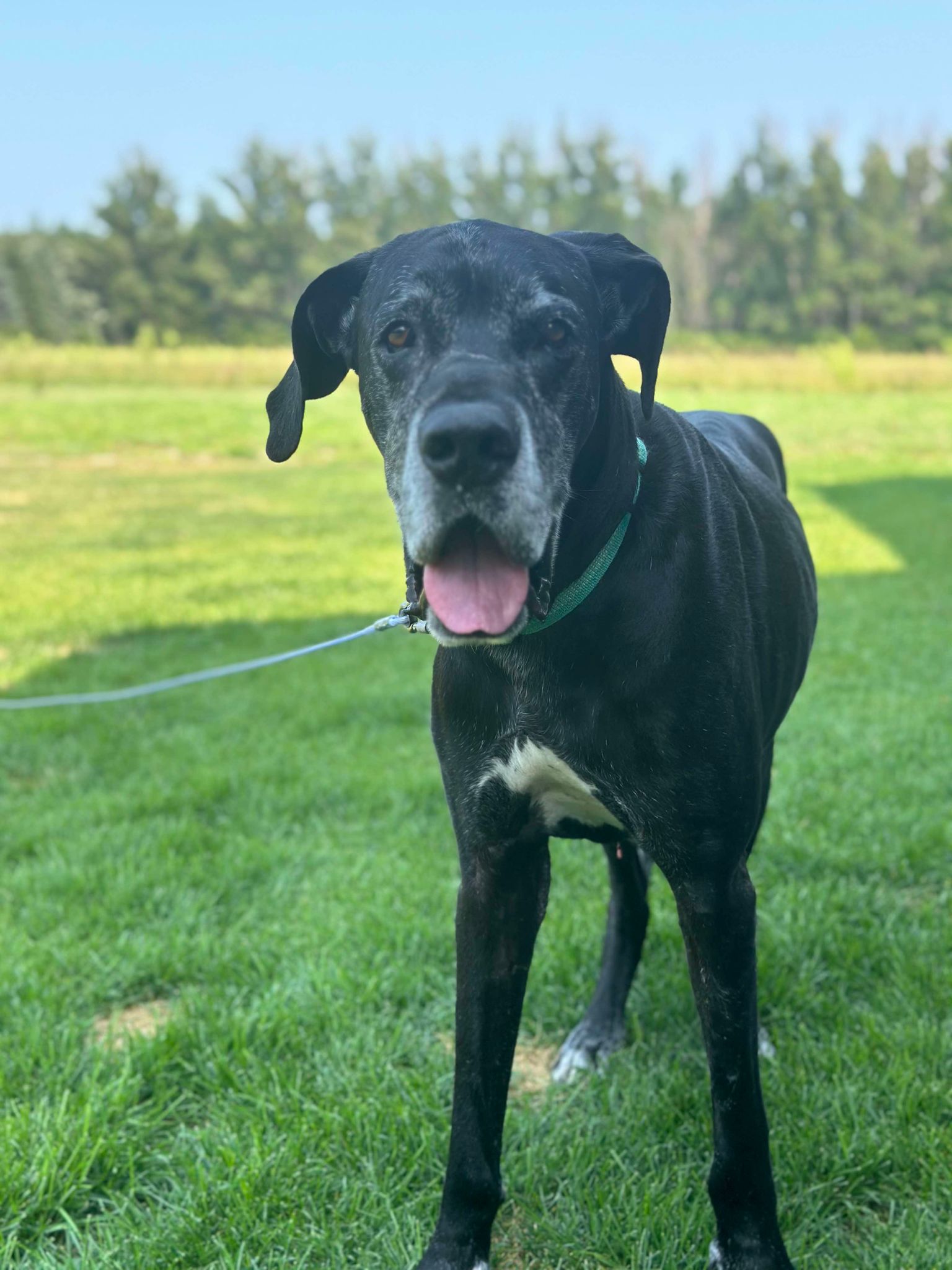 Enlarge Ash, a Adoptable Great Dane in Minneapolis, MN image 1/6