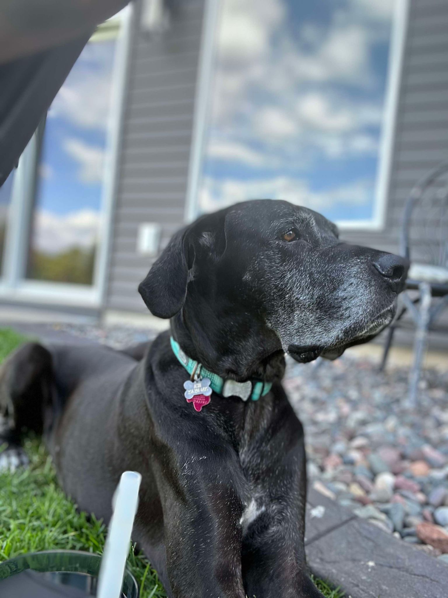 Enlarge Ash, a Adoptable Great Dane in Minneapolis, MN image 5/6