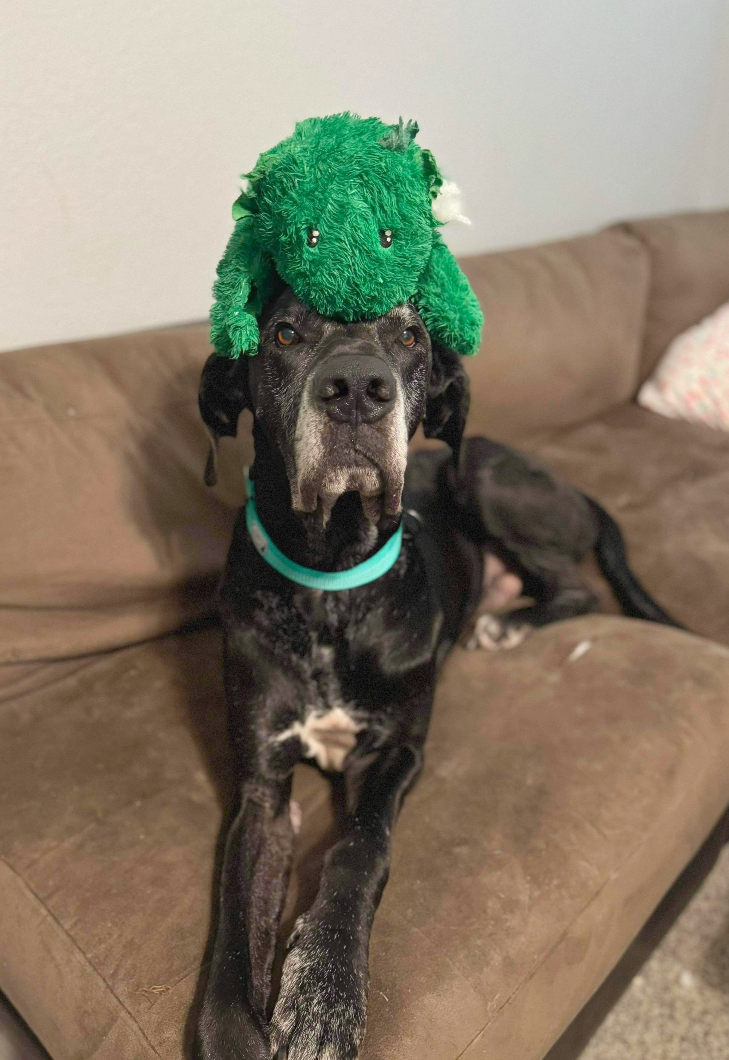 Enlarge Ash, a Adoptable Great Dane in Minneapolis, MN image 3/6