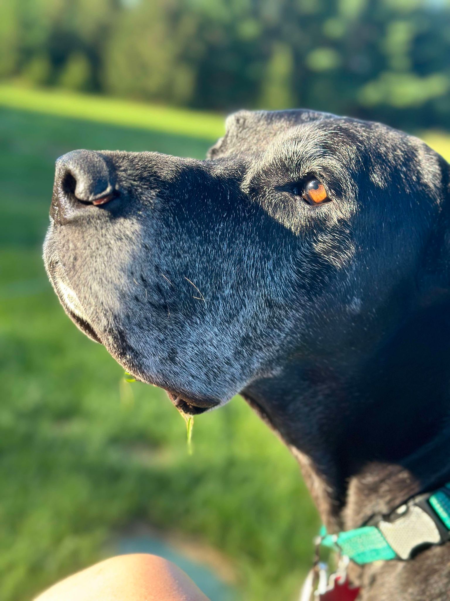 Enlarge Ash, a Adoptable Great Dane in Minneapolis, MN image 4/6