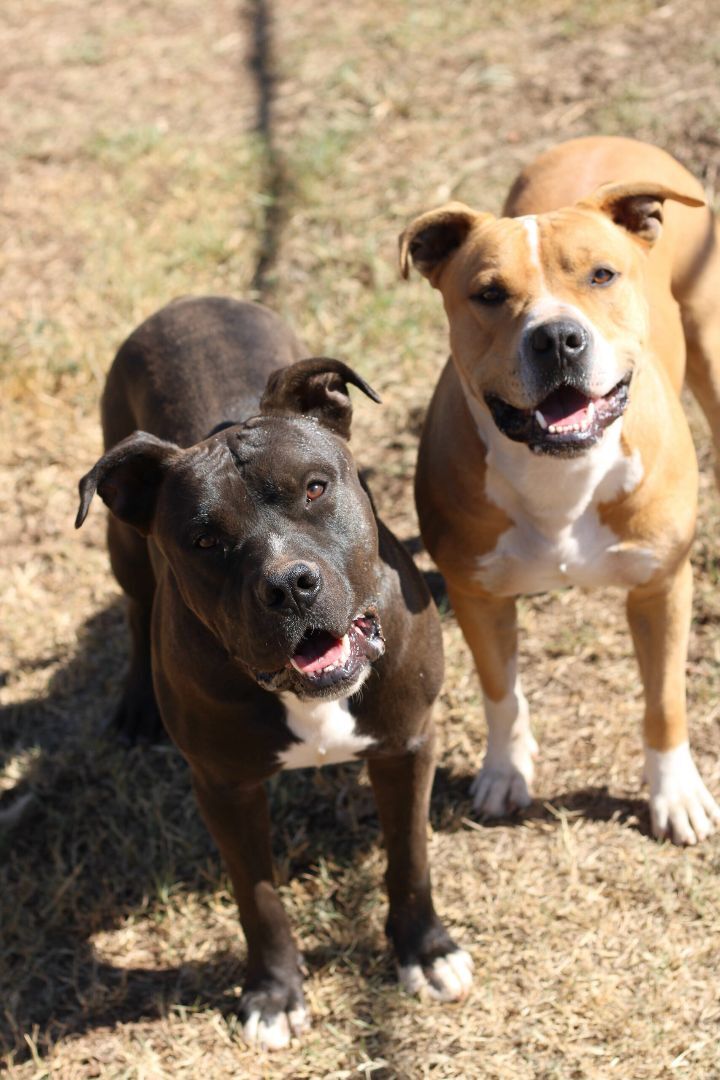 Beef and Cheese, a Adoptable mixed breed in Guthrie, OK image 1/2