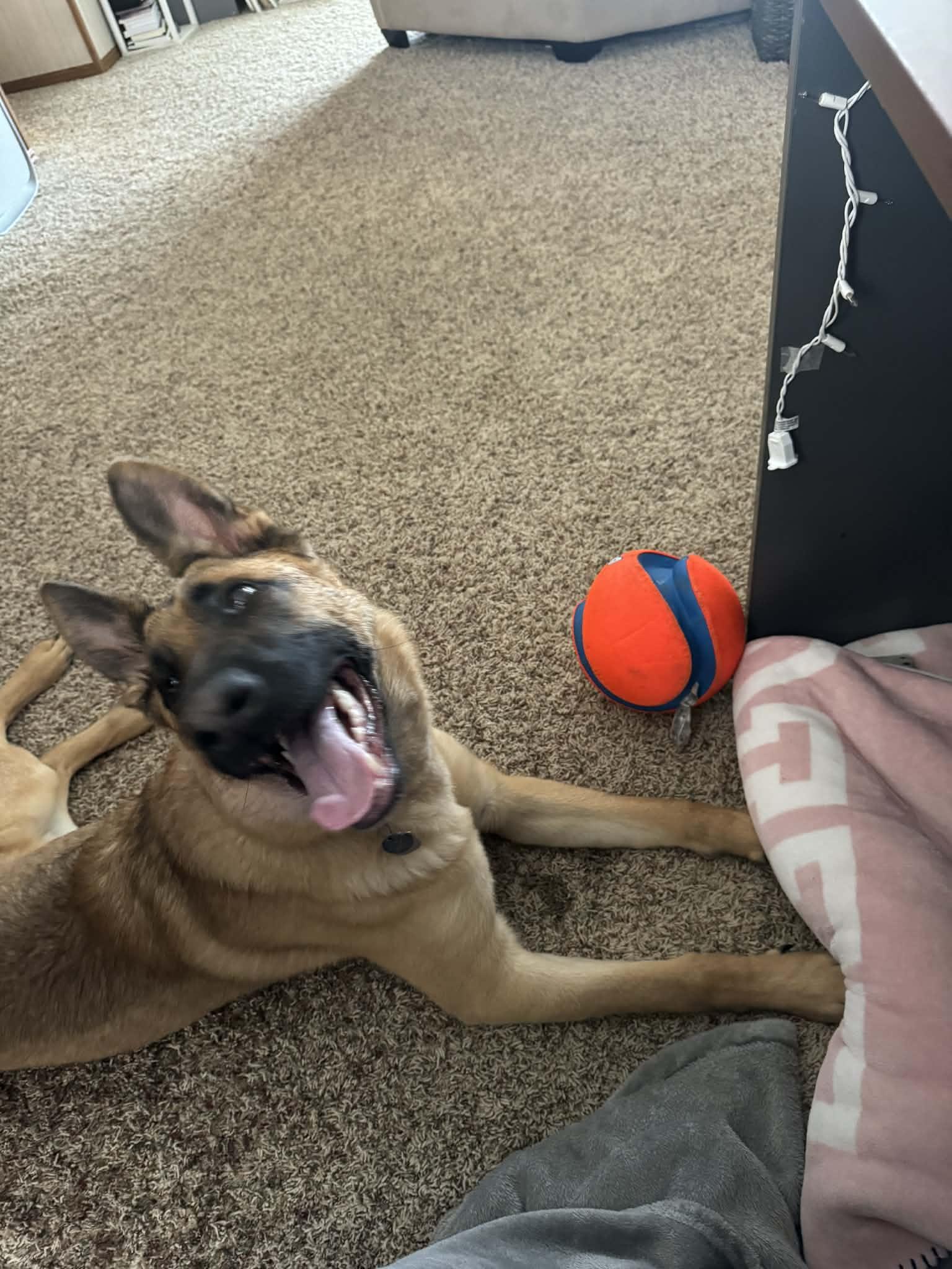 Enlarge Cyrus, a Adoptable mixed breed in Climax, MI image 5/6