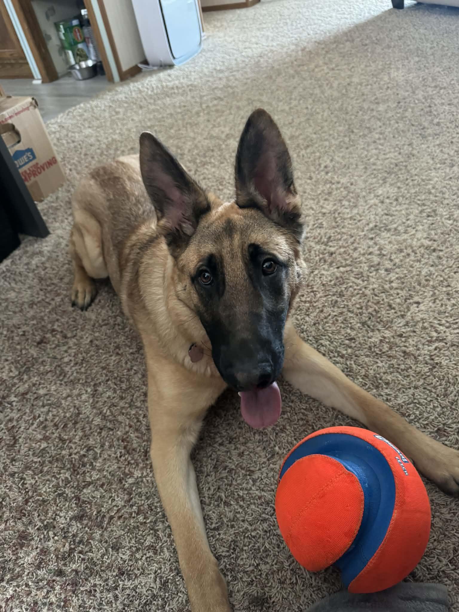 Enlarge Cyrus, a Adoptable mixed breed in Climax, MI image 1/6