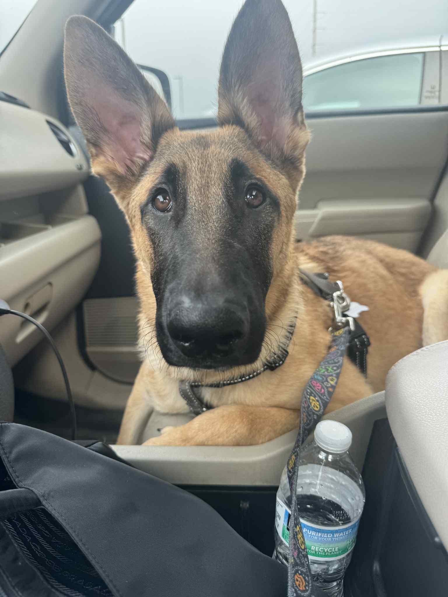 Enlarge Cyrus, a Adoptable mixed breed in Climax, MI image 2/6