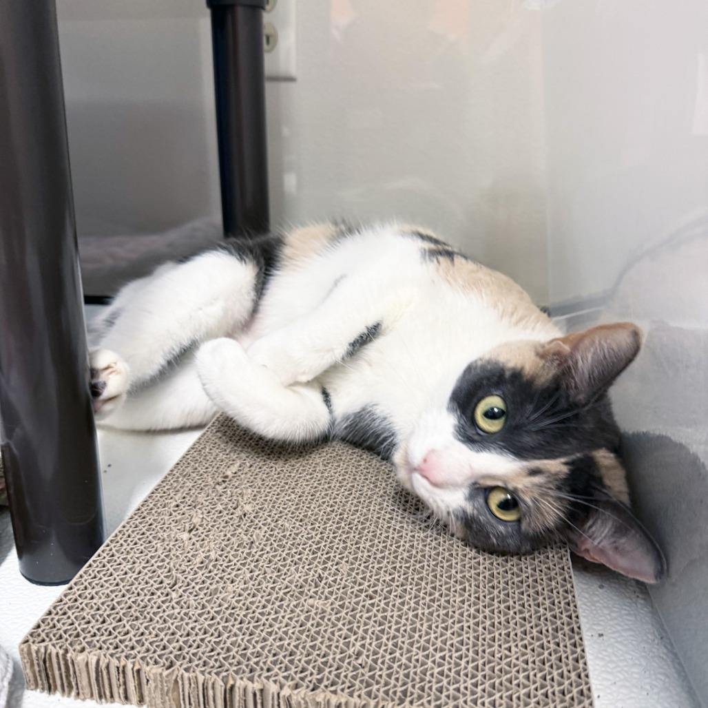 Sia, Adoptable, Adult Female Domestic Short Hair.