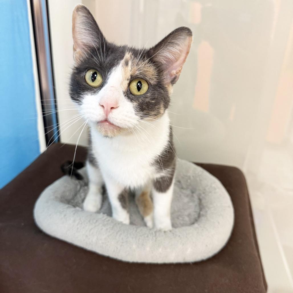 Sia, a Adoptable Domestic Short Hair in Oshkosh, WI image 2/5