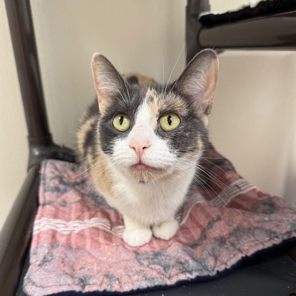 Sia, a Adoptable Domestic Short Hair in Oshkosh, WI image 3/5