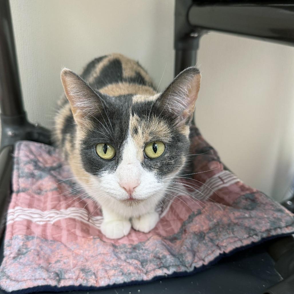 Sia, a Adoptable Domestic Short Hair in Oshkosh, WI image 4/5