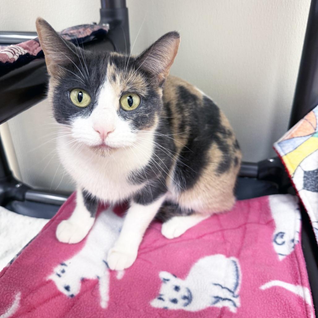 Sia, a Adoptable Domestic Short Hair in Oshkosh, WI image 5/5