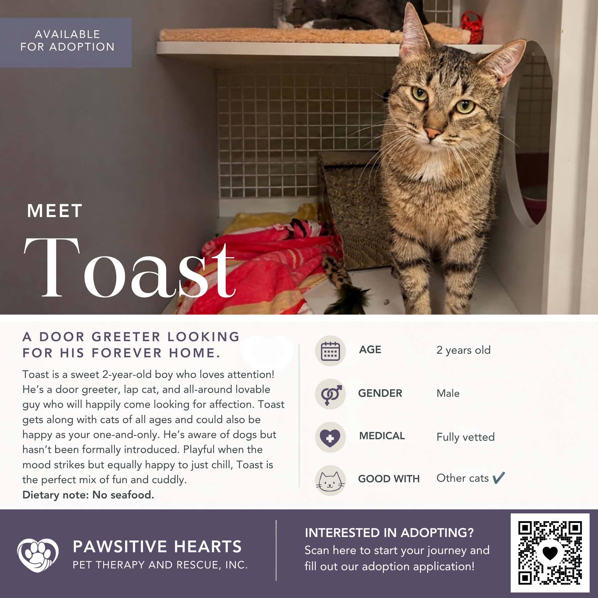 Enlarge Toast, an adoptable Domestic Short Hair in Kenhorst, PA image 1/1