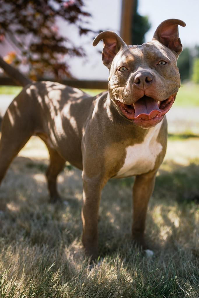 Smokey, Adoptable, Adult Male Staffordshire Bull Terrier.