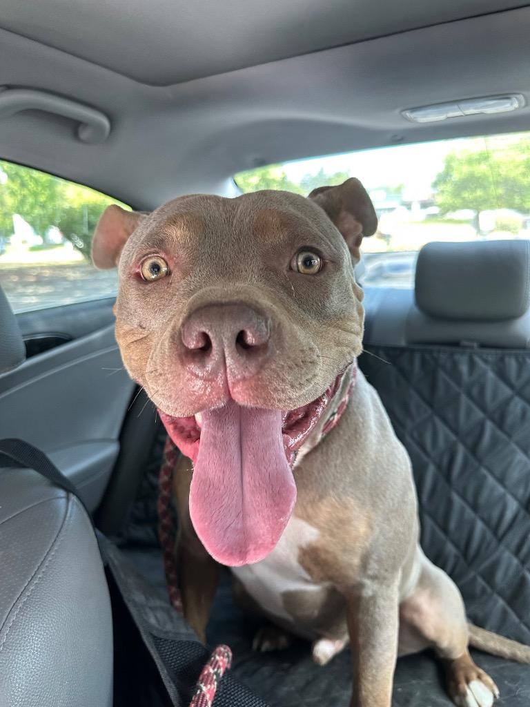 Enlarge Smokey, a Adoptable Staffordshire Bull Terrier in Newberg, OR image 2/2