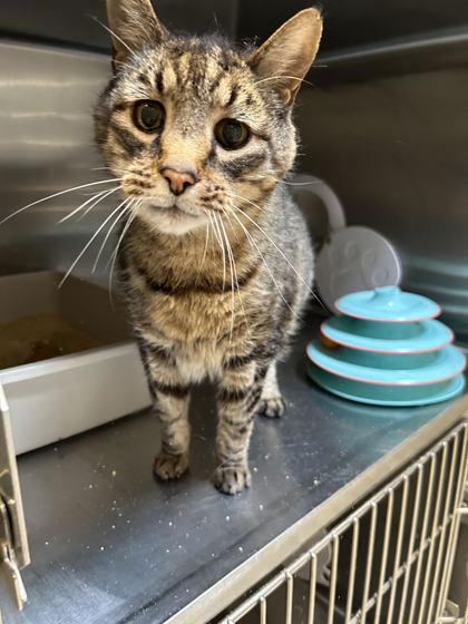 Enlarge Abraham, a ADOPTABLE Domestic Short Hair in Hamilton, MT image 1/4