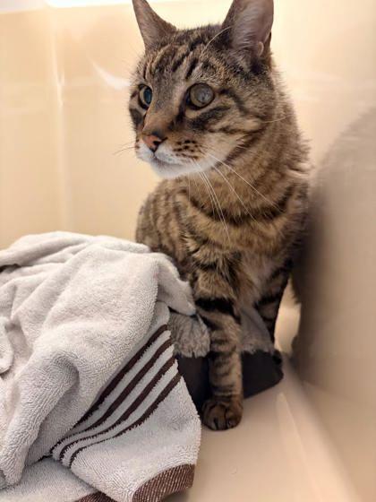 Enlarge Abraham, a ADOPTABLE Domestic Short Hair in Hamilton, MT image 4/4