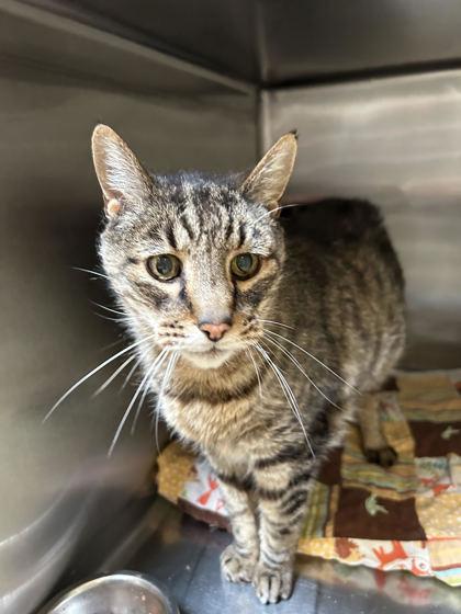 Enlarge Abraham, a ADOPTABLE Domestic Short Hair in Hamilton, MT image 2/4