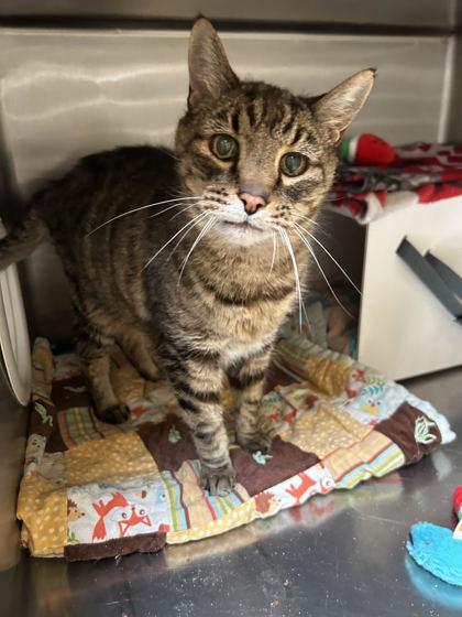 Enlarge Abraham, a ADOPTABLE Domestic Short Hair in Hamilton, MT image 3/4